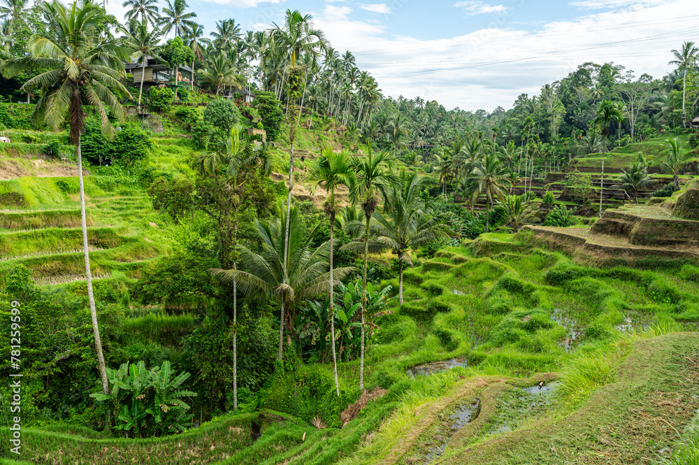 Tranquil rice terraces in rural Bali landscape Tranquil rice terraces in rural Bali landscape