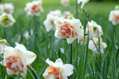 Cream and orange double Narcissus daffodil, ‘Replete’ in flower.