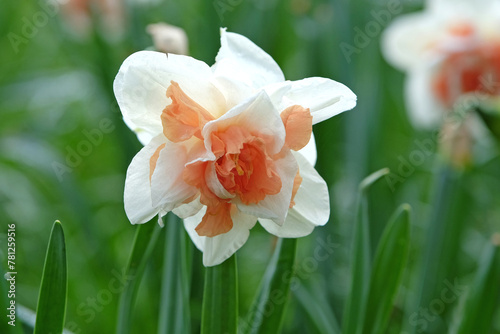 Cream and orange double Narcissus daffodil, ‘Replete’ in flower.