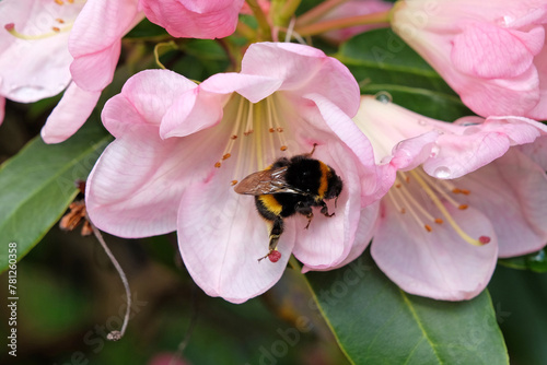 Foto A bumble bee sat on the the petal of a Pink evergreen Rhododendron ‘Percy Wiseman’ in flower