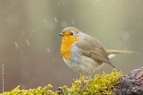 Robin perched on mossy branch in gentle snowfall photo