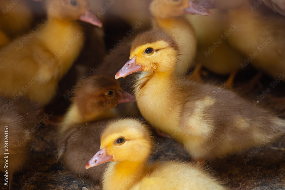 Little yellow ducklings, newborn ducklings, poultry farm, animal husbandry Little yellow ducklings, newborn ducklings, poultry farm, animal husbandry