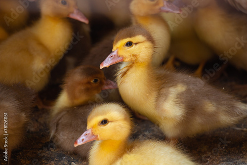 Little yellow ducklings, newborn ducklings, poultry farm, animal husbandry © Tam Sam