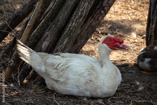 White adult duck in the farmyard, drake, poultry farm, animal husbandry