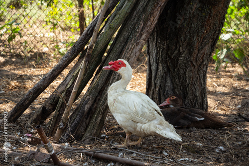 White adult duck in the farmyard, drake, poultry farm, animal husbandry