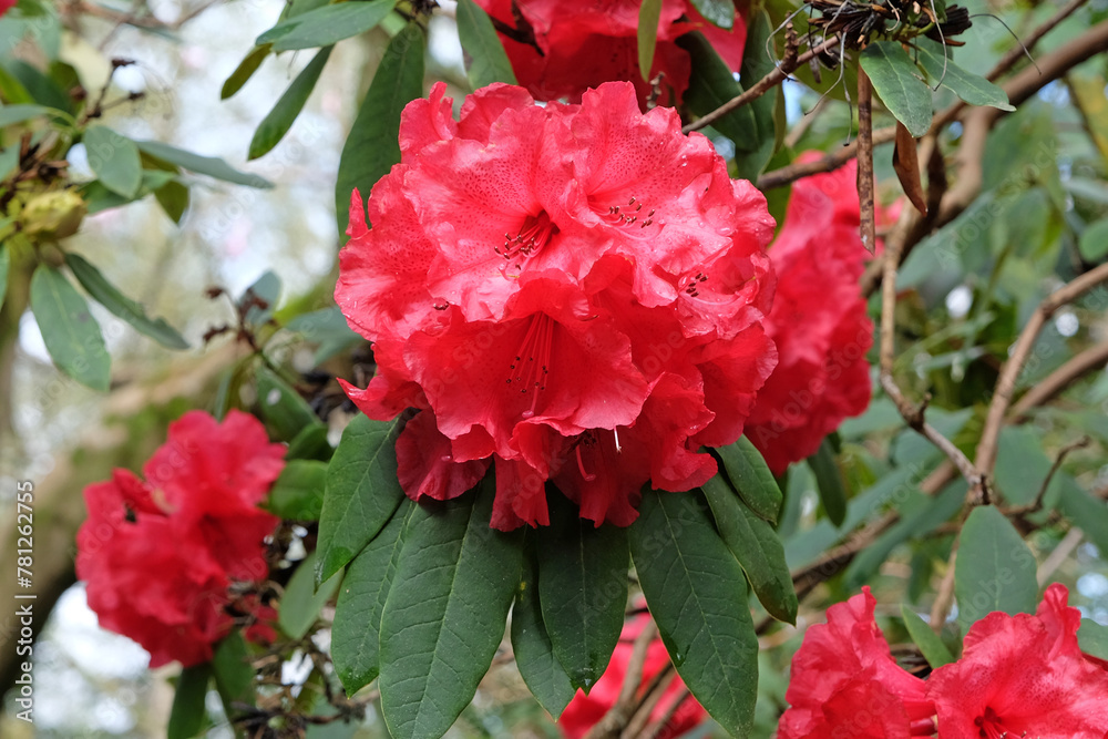 Fototapeta premium Red Rhododendron ‘Ascot Brilliant’ in flower.