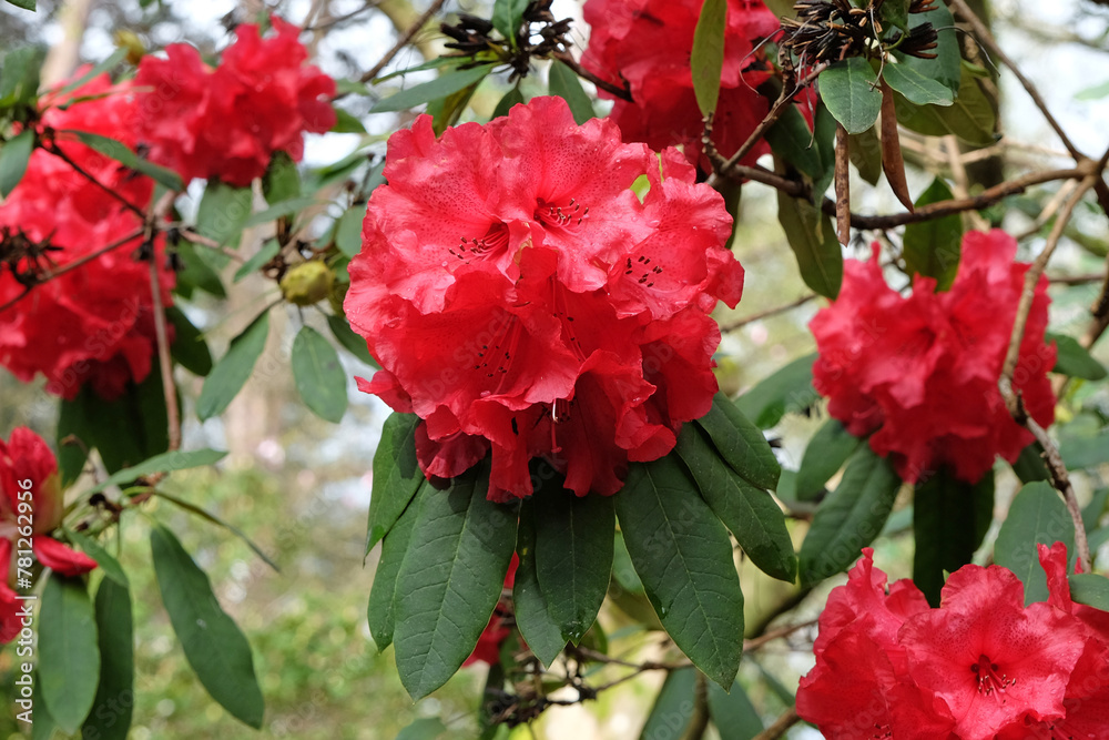Red Rhododendron ‘Ascot Brilliant’ in flower.