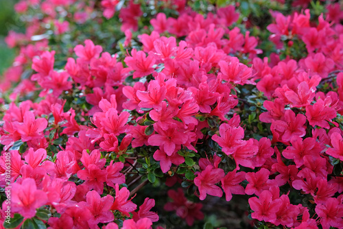 Bright magenta pink Azalea japonica  the Japanese azalea  in flower.