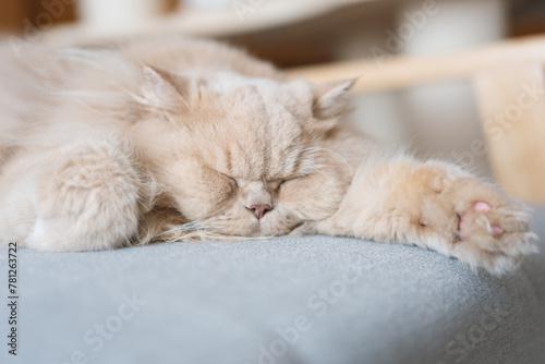 Bild auf Leinwand The cute yellow fat British long-haired pet cat likes the owner's bed very much and is sleeping comfortably with its fluffy cat paws in front, like a sleeping and snoring superman