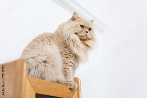 Fototapeta Naklejka Na Ścianę i Meble -  Cute yellow fat British long-haired pet cat. He likes his owner's wooden work desk cabinet and looks like he wants to use it as his own.