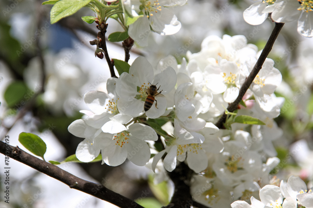 Bee pollinates white cherry flowers in a small park in the city of Munich in spring Bee pollinates white cherry flowers in a small park in the city of Munich in spring