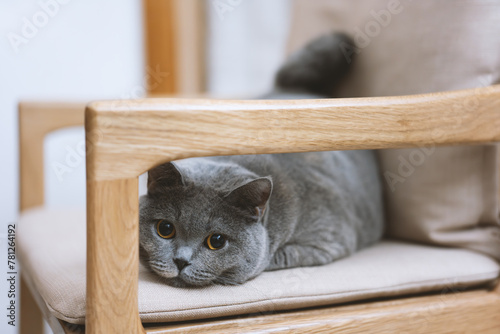 Cute gray fat British shorthair pet cat. He likes his owner's wooden work chair very much. He takes it as his own and uses it as a cat bed for sleeping. He has fluffy paws.