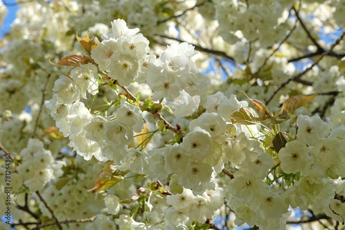 White Prunus ‘Ukon’, or Japanese cherry blossom in flower.