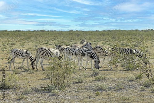 Picture of a group of zebras standing in the Etosha National park in Namibia