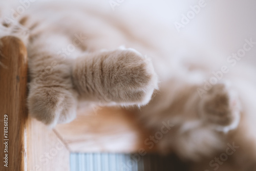 The cute light yellow and slightly fat British longhair cat is sleeping soundly in the cat's nest on the cat climbing frame. The sun shines through the window on its pink cat paws. photo