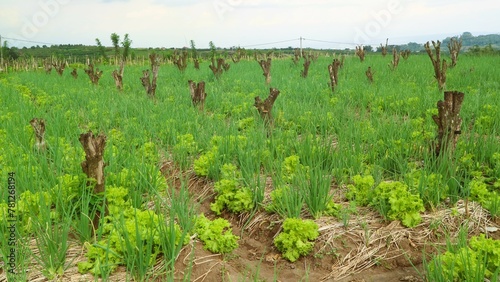 Tablou pe pânză Field of cut-down trees, endangering environmental balance and sustainability, s