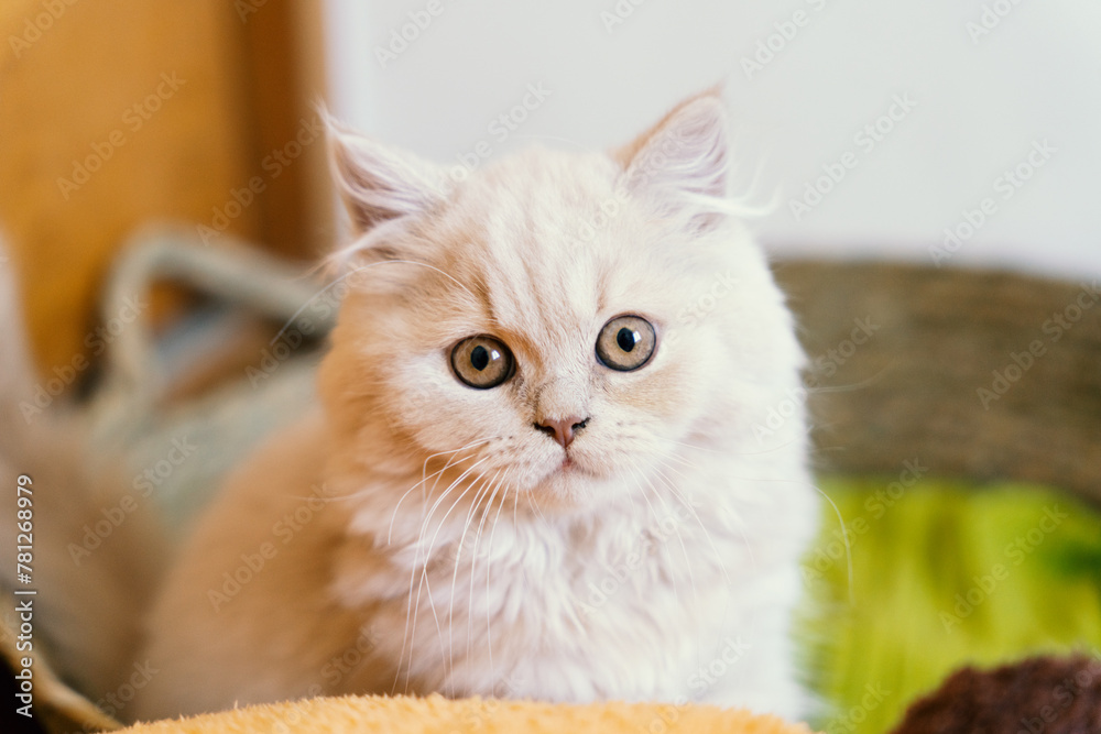 The cute, light yellow and slightly obese British long-haired kitten cat lies on the ground or on the sofa bed work table, looking at the pet owner with a praying and pitiful look and big round eyes