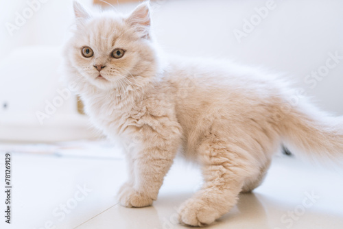 Canvas Print The cute, light yellow and slightly obese British long-haired kitten cat lies on