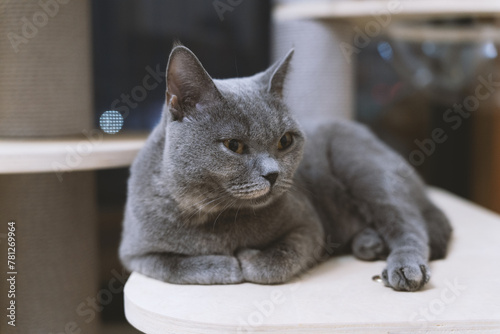 Fototapeta Naklejka Na Ścianę i Meble -  The cute gray and slightly fat British shorthair cat was curiously inspecting the situation in the house. The sunlight reflected the cat's shadow through the window of the cat climbing frame. 