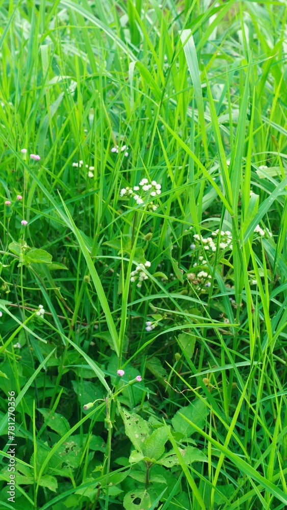 Alang-alang or ilalang (Imperata Cylindrica) is a type of grass with sharp leaves, which often becomes a weed on agricultural land Alang-alang or ilalang (Imperata Cylindrica) is a type of grass with sharp leaves, which often becomes a weed on agricultural land