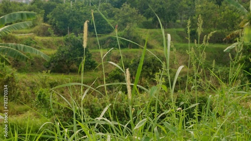 Alang-alang or ilalang (Imperata Cylindrica) is a type of grass with sharp leaves, which often becomes a weed on agricultural land photo