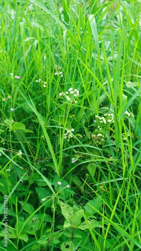 Alang-alang or ilalang (Imperata Cylindrica) is a type of grass with sharp leaves, which often becomes a weed on agricultural land photo