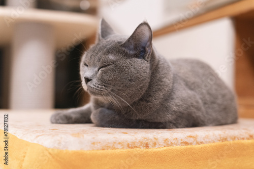 Fototapeta Naklejka Na Ścianę i Meble -  The cute gray and slightly obese British shorthair cat is sleeping soundly on the sofa bed. Occasionally he sleeps with his owner in his arms, and sometimes he sleeps on the cat climbing frame. 