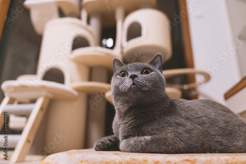 Cute gray fat British shorthair pet cat, who was once abandoned, wary and afraid of things, is now doing well after being adopted by his pet owner