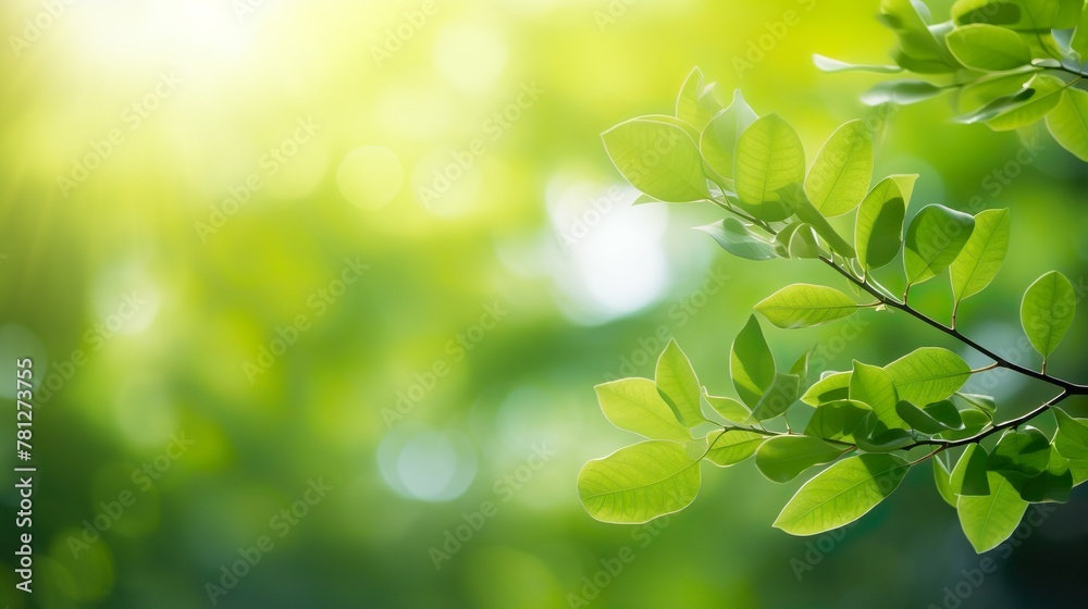Tranquil scene of sunlight shining through vibrant green leaves depicting growth and life Tranquil scene of sunlight shining through vibrant green leaves depicting growth and life