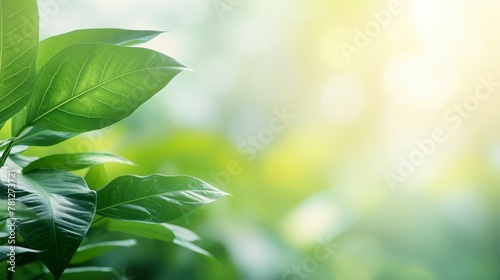 A detailed close-up of glistening green leaves in sunlight, highlighting the essence of vitality and natural beauty