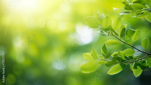 Tranquil scene of sunlight shining through vibrant green leaves depicting growth and life