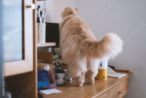 The cute, light yellow and slightly obese British long-haired cat lies on the ground or on the sofa bed or work table, looking at the pet owner with a praying and pitiful look and big round eyes