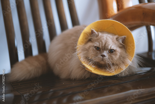 Foto The cute yellow fat British long-haired pet cat suffered from skin diseases because of not paying attention to hygiene