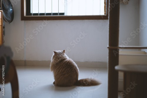 Cute yellow fat British long-haired cat. It is very curious about everything. It is as active and observant as a child of several years old.