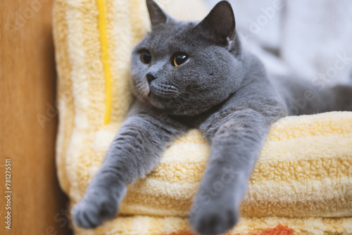 The cute gray fat British shorthair cat is sleeping on a warm and comfortable pet sofa bed. The sun shines through the window. It enjoys the tranquility and effectively relieves a lot of work stress.