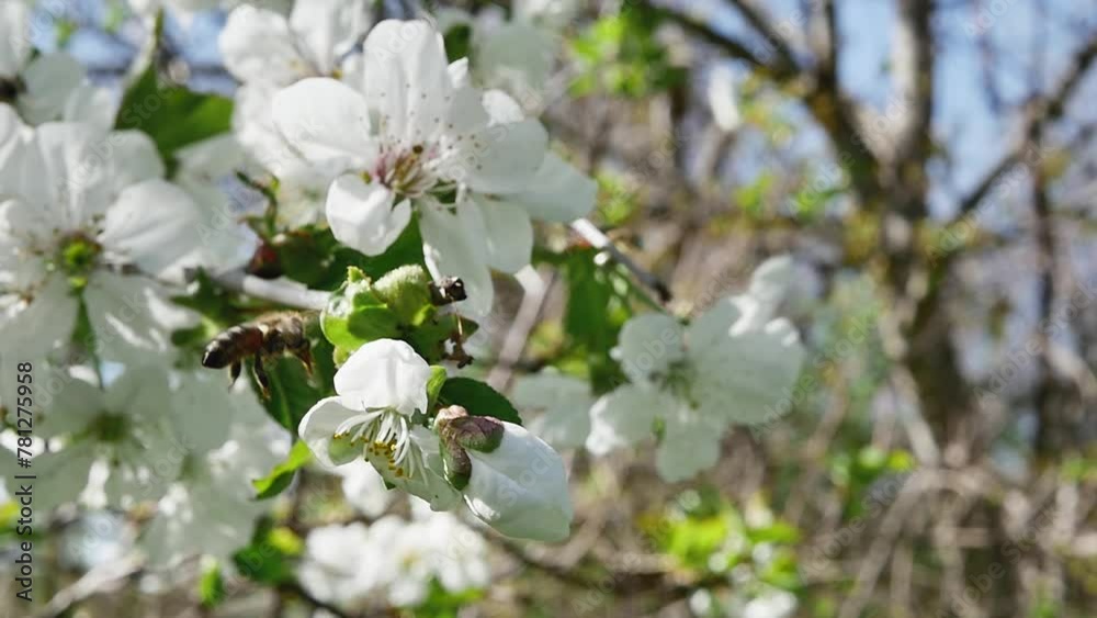 a bee collects nectar from a fruit tree branch full of blooming flowers, on a blurred background, in slow motion a bee collects nectar from a fruit tree branch full of blooming flowers, on a blurred background, in slow motion