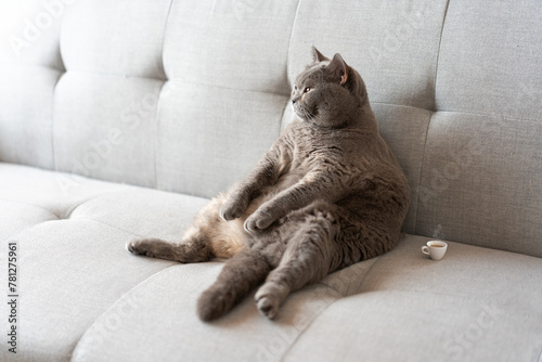 The Adorable, Plump Gray British Shorthair Cat is Sleeping Comfortably in a Warm Cat Bed, Waking Up with Wide Open Eyes, Gazing Curiously at Surroundings, Expressing Funny and Curious Eyes