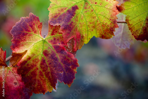 Grape plant in the vineyard during autumn, detail of wine vine leaves Etna Sicily