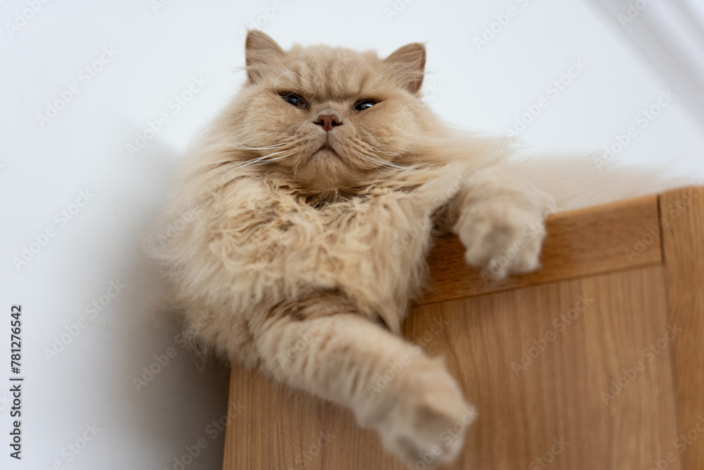 Obraz premium A cute cream-colored British longhair kitten, who loves to play and sleep on its owner's work desk and chair, treating them as its own cat tree and cat bed. With its fuzzy fur, curious big eyes