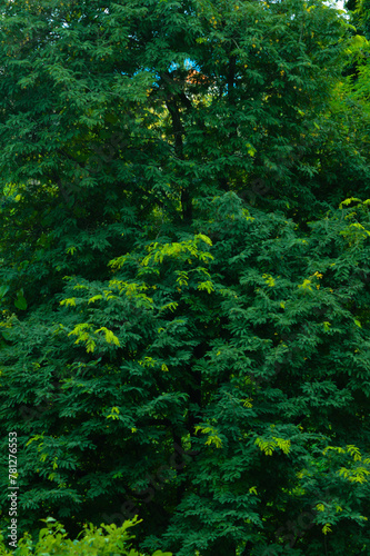 Portrait View Dense Natural Green Foliage Of Tall Schleichera Oleosa Trees In The Midst Of Rural Fields