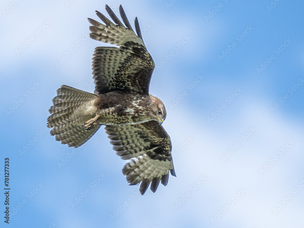 Fototapeta premium Nahaufnahme eines Mäusebussards (Buteo buteo) im Flug