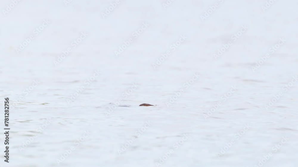 A beautiful African darter (Anhinga rufa) swimming in River for its food. Botswana, South Africa A beautiful African darter (Anhinga rufa) swimming in River for its food. Botswana, South Africa