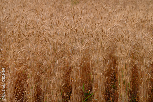 Golden field of wheat in a summer day.