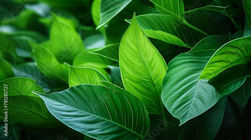 Beautifully illuminated lush green leaves showcasing their rich texture and the play of light and shadow photo