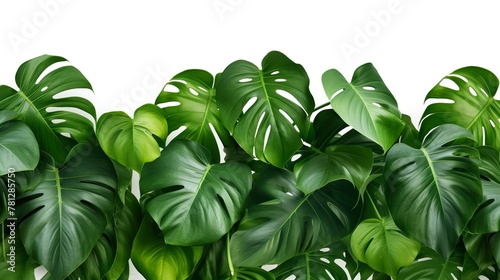 Perfectly symmetrical monstera leaves set against a white background, evoking modern and simplistic vibes photo
