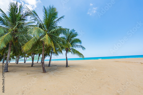 Coconut tree style on summer beach at Daidai Island, Lingshui, Hainan, China