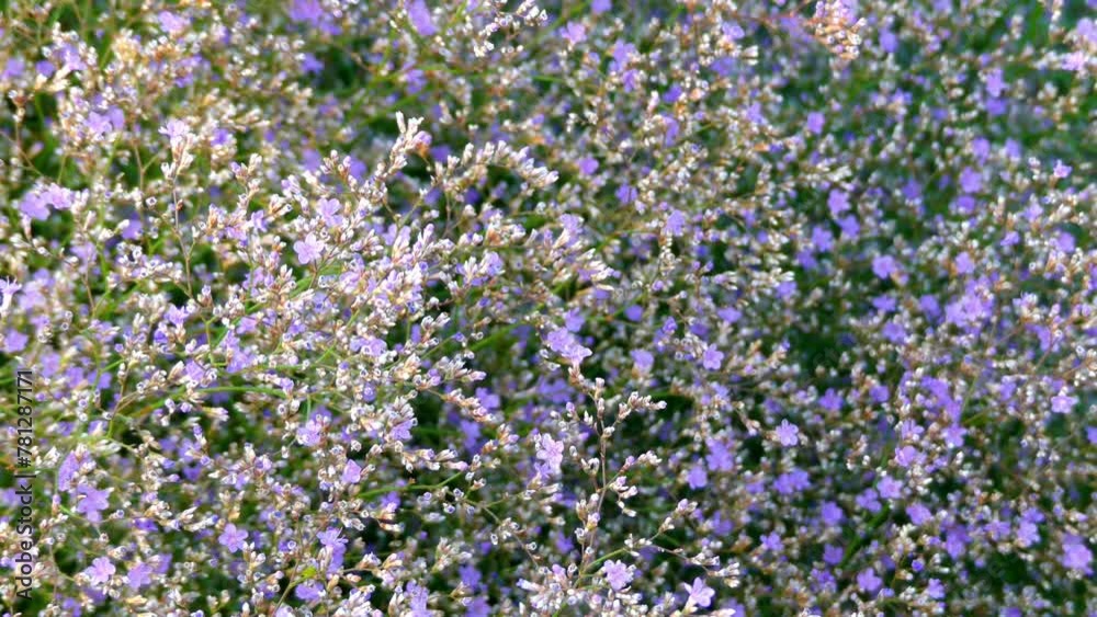 Kermek broadleaf (Limonium platyphyllum) Kermek broadleaf (Limonium platyphyllum)