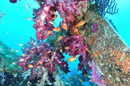 伊豆の海 サンゴ