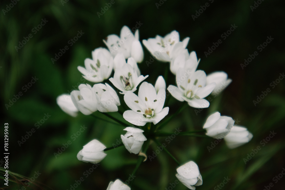 White blossoming flowers in spring garden. Springtime blooming plant on dark green background. Allium neapolitanum (Naples Leek) Maltese Islands Flora White blossoming flowers in spring garden. Springtime blooming plant on dark green background. Allium neapolitanum (Naples Leek) Maltese Islands Flora