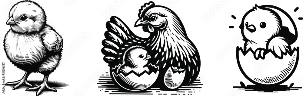 Set of chickens, farm animal, vector illustration.